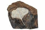 Fossil Ginkgo Leaf From North Dakota - Paleocene #262630-1